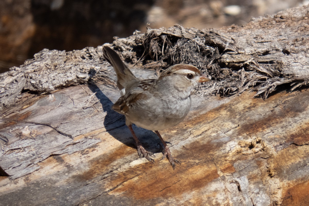 White-crowned Sparrow - ML632579992