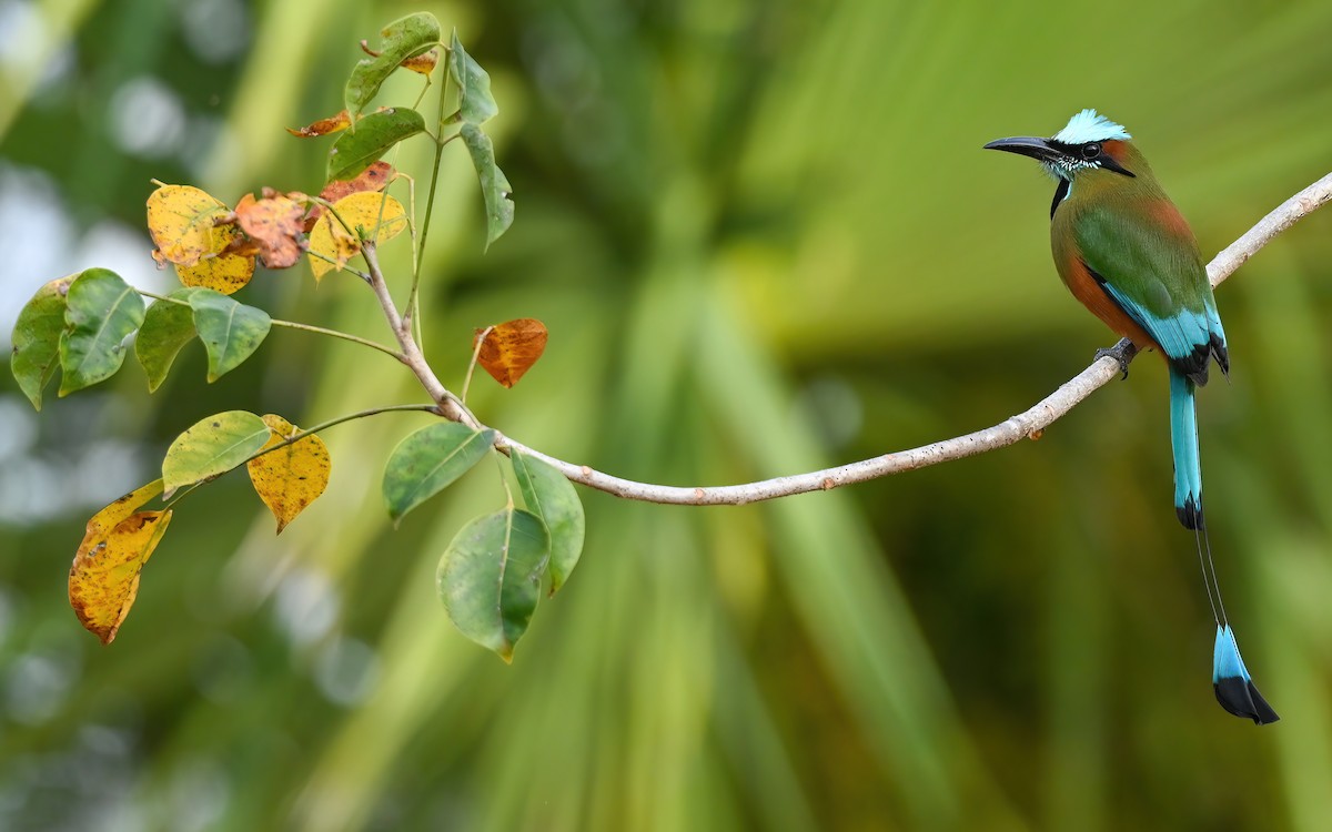 Turquoise-browed Motmot - ML632580010