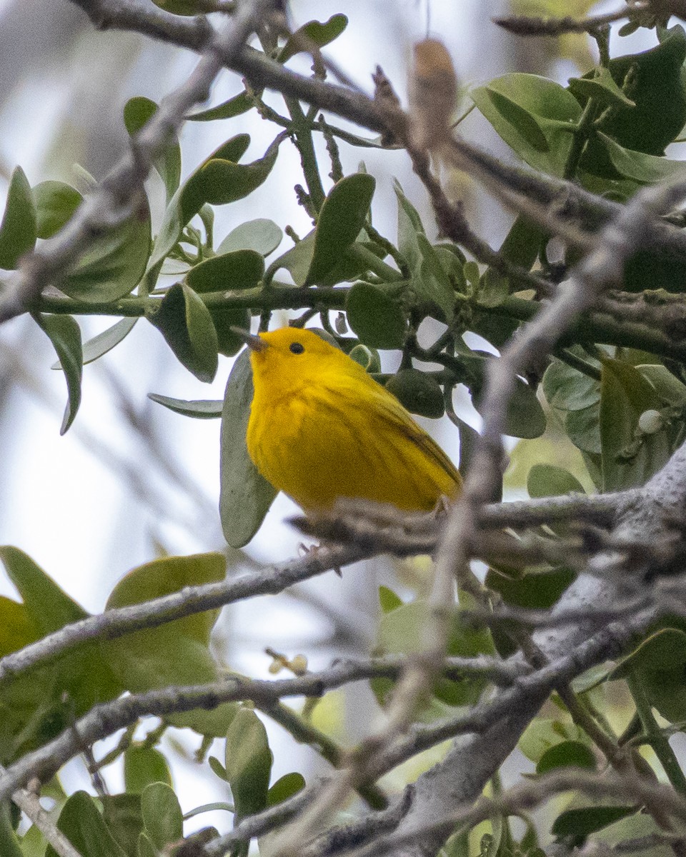 Goldwaldsänger - ML632580234