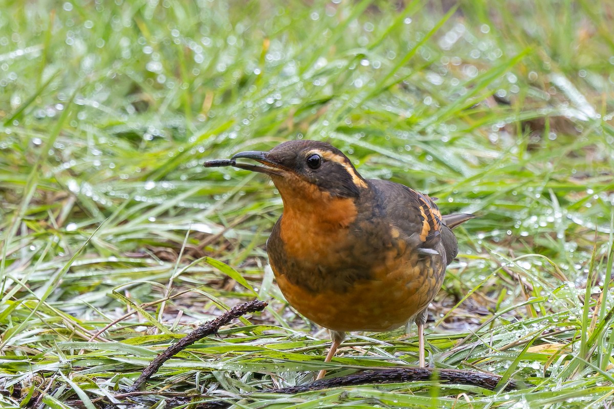 Varied Thrush - ML632580278