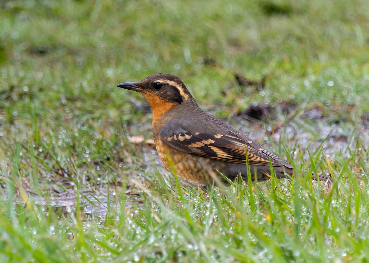 Varied Thrush - ML632580279