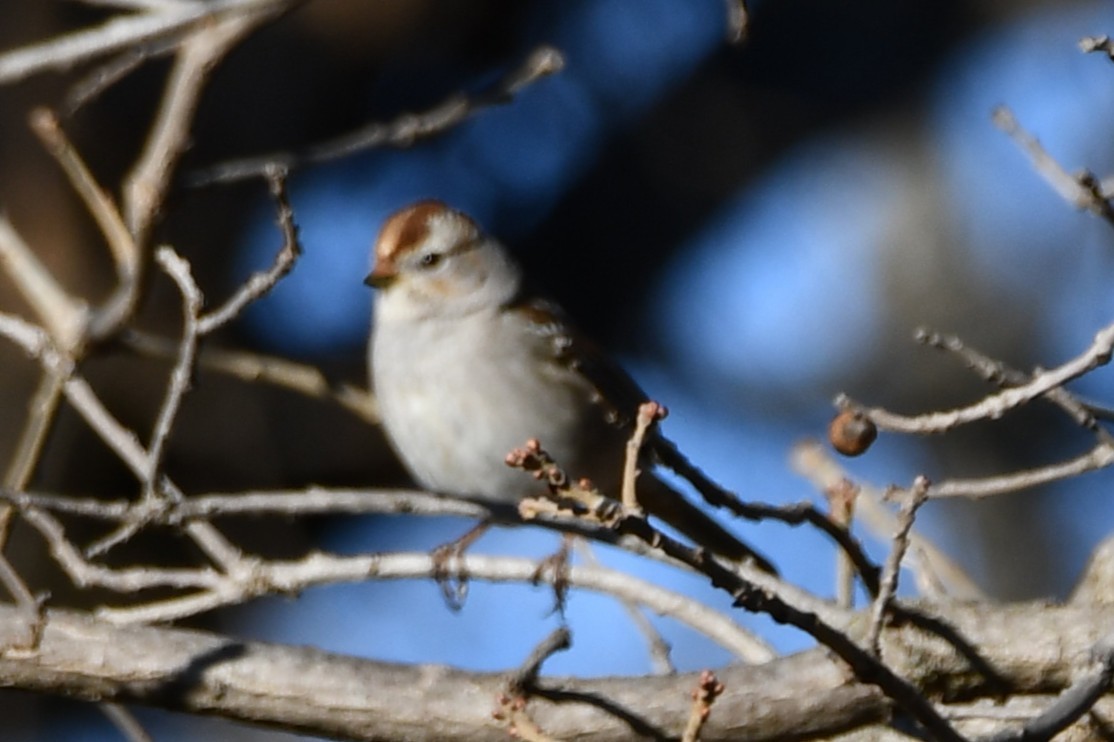 White-crowned Sparrow - ML632580321