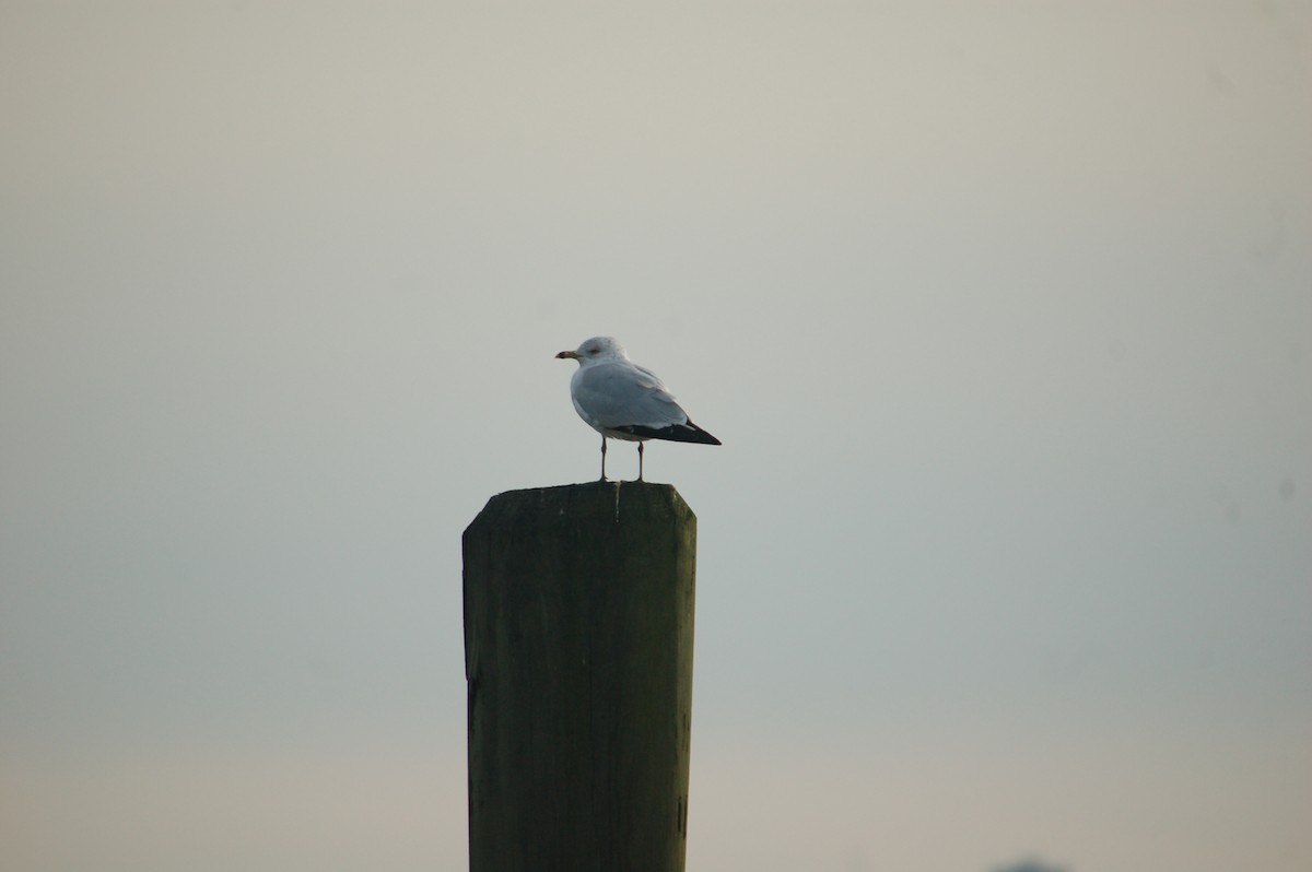 Ring-billed Gull - ML632580351