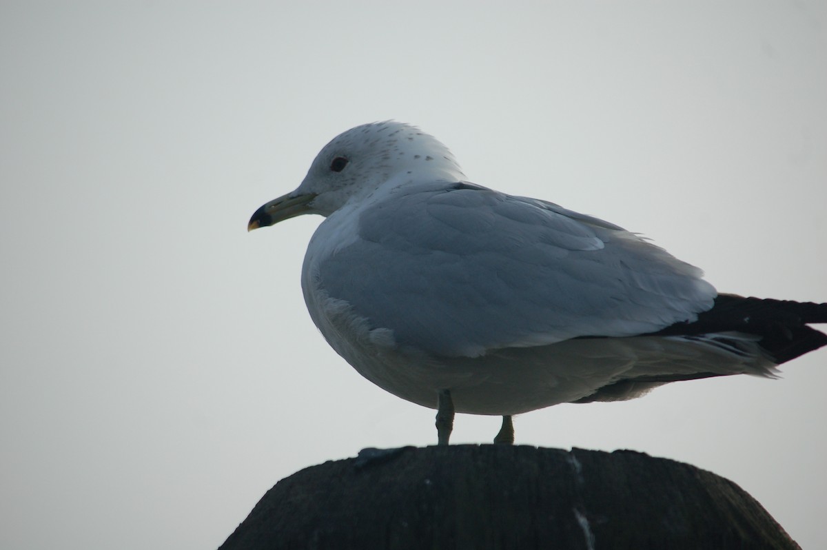 Ring-billed Gull - ML632580352
