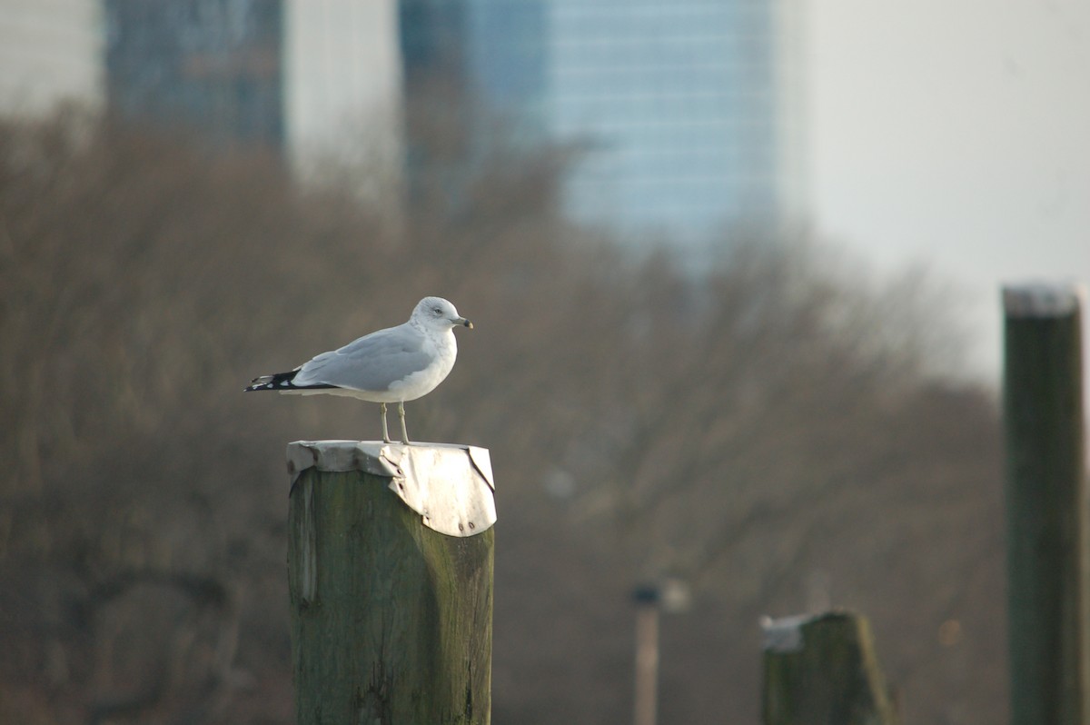 Ring-billed Gull - ML632580353