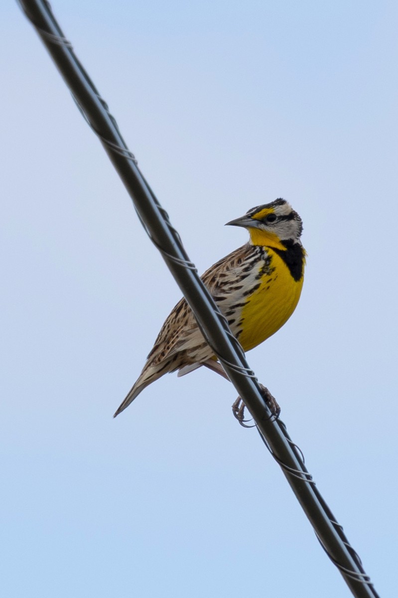 Eastern Meadowlark - ML632580376