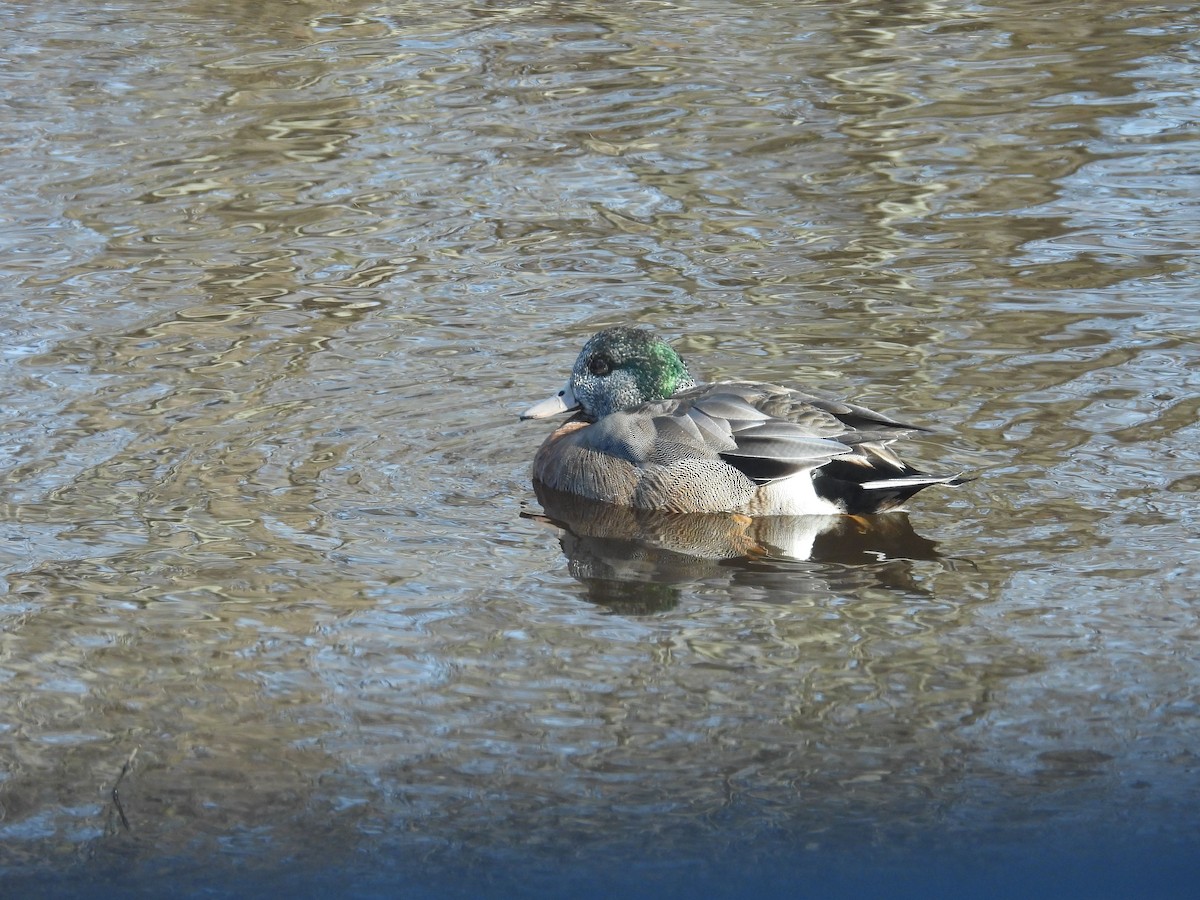 Hybride Canard d'Amérique x C. colvert - ML632580391
