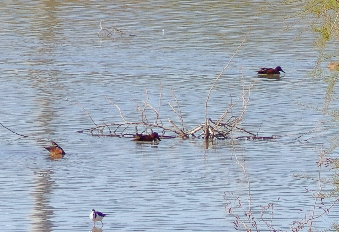 Cinnamon Teal - ML632580413