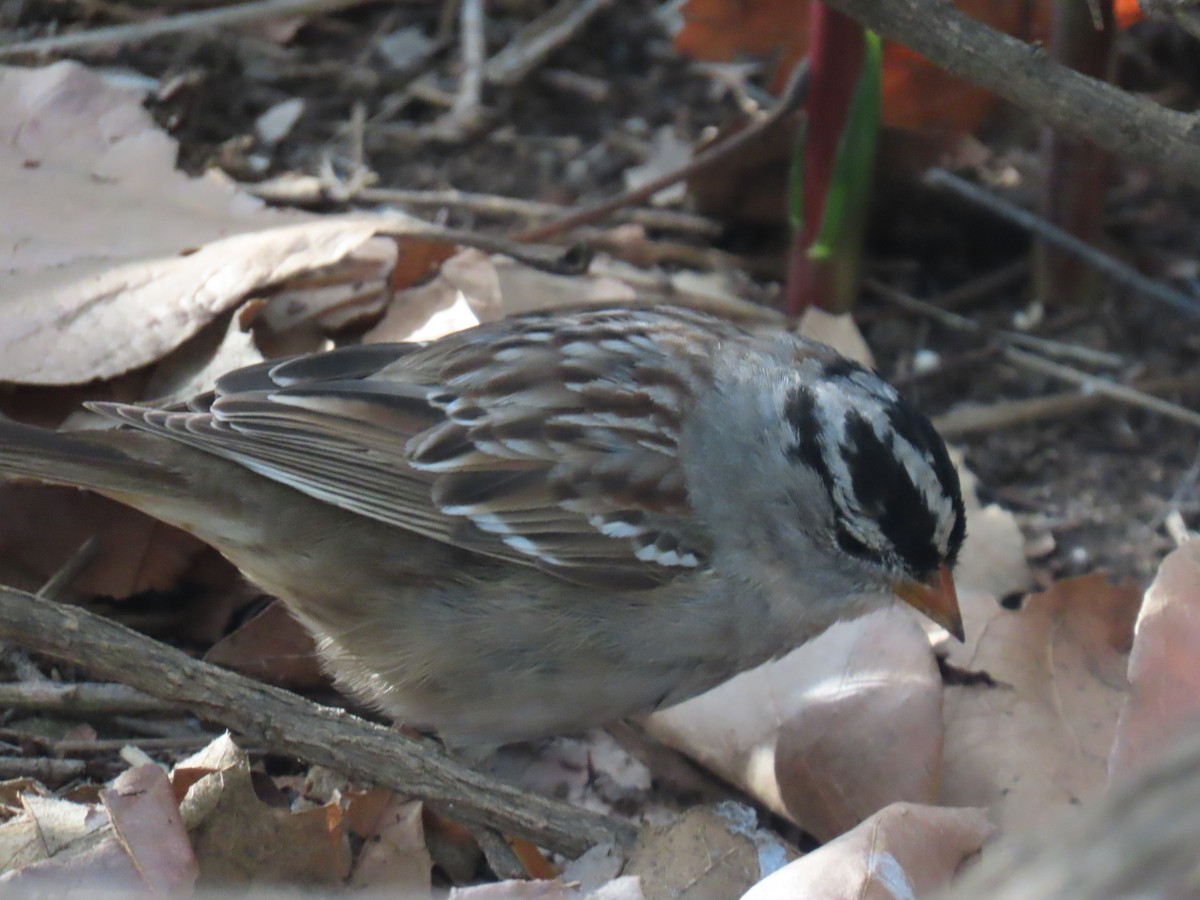 White-crowned Sparrow - ML632580456