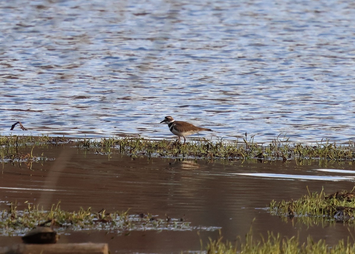 Killdeer - ML632580458
