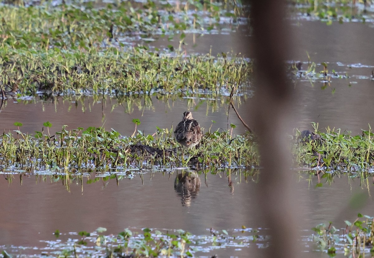 Wilson's Snipe - ML632580459