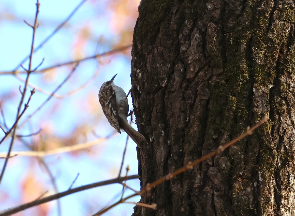 Brown Creeper - ML632580470