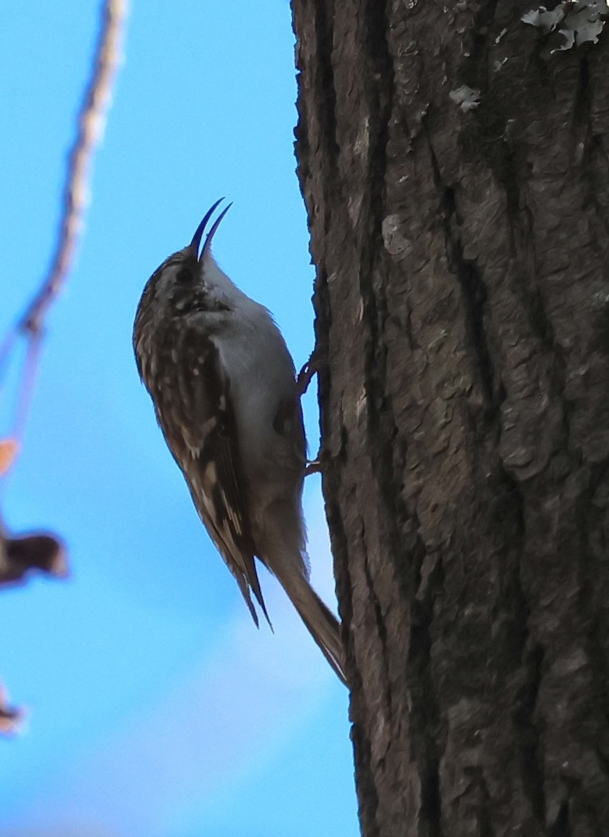 Brown Creeper - ML632580492