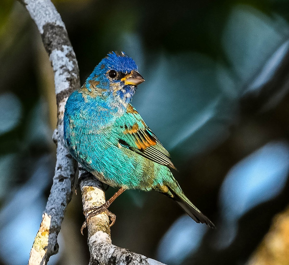 Indigo Bunting - ML632580615