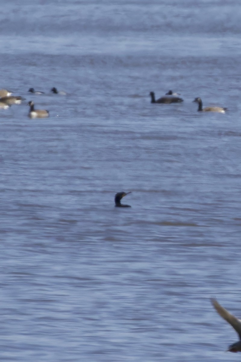 Double-crested Cormorant - ML632580693