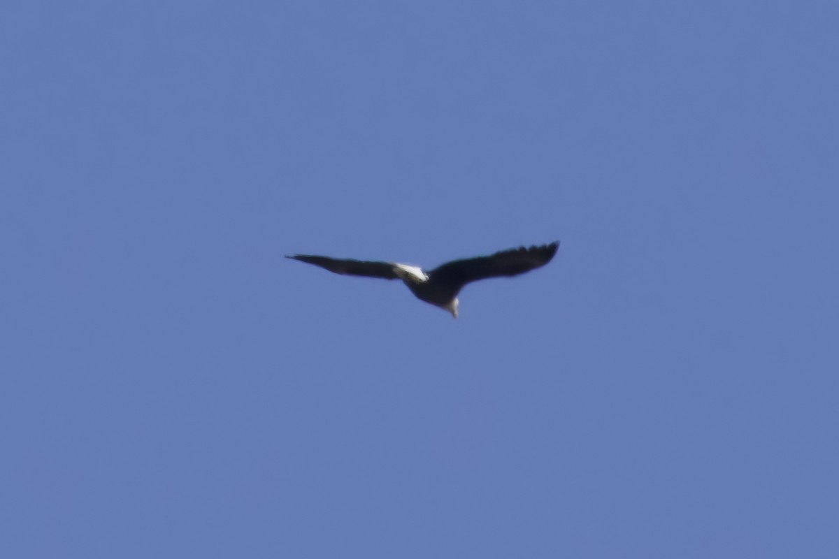 Bald Eagle - ML632580706