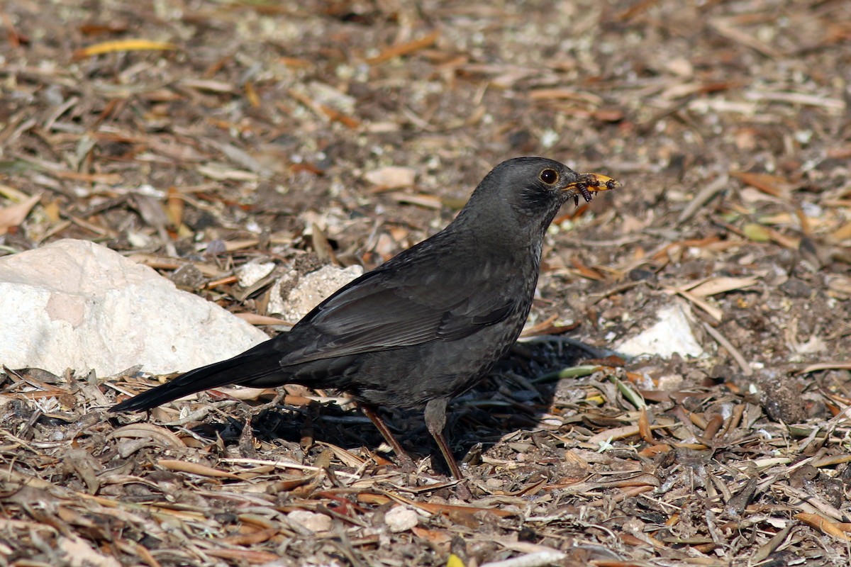 Eurasian Blackbird - ML632580762