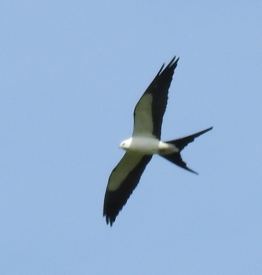 Swallow-tailed Kite - ML632580835