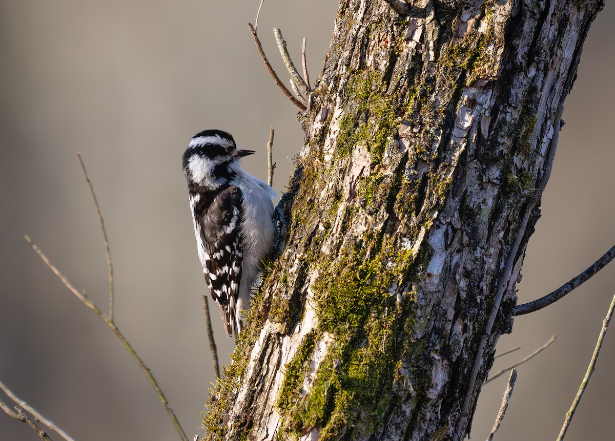 Downy Woodpecker (Eastern) - ML632580879