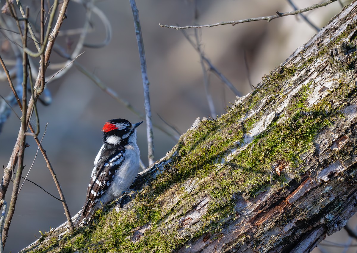Downy Woodpecker (Eastern) - ML632580880