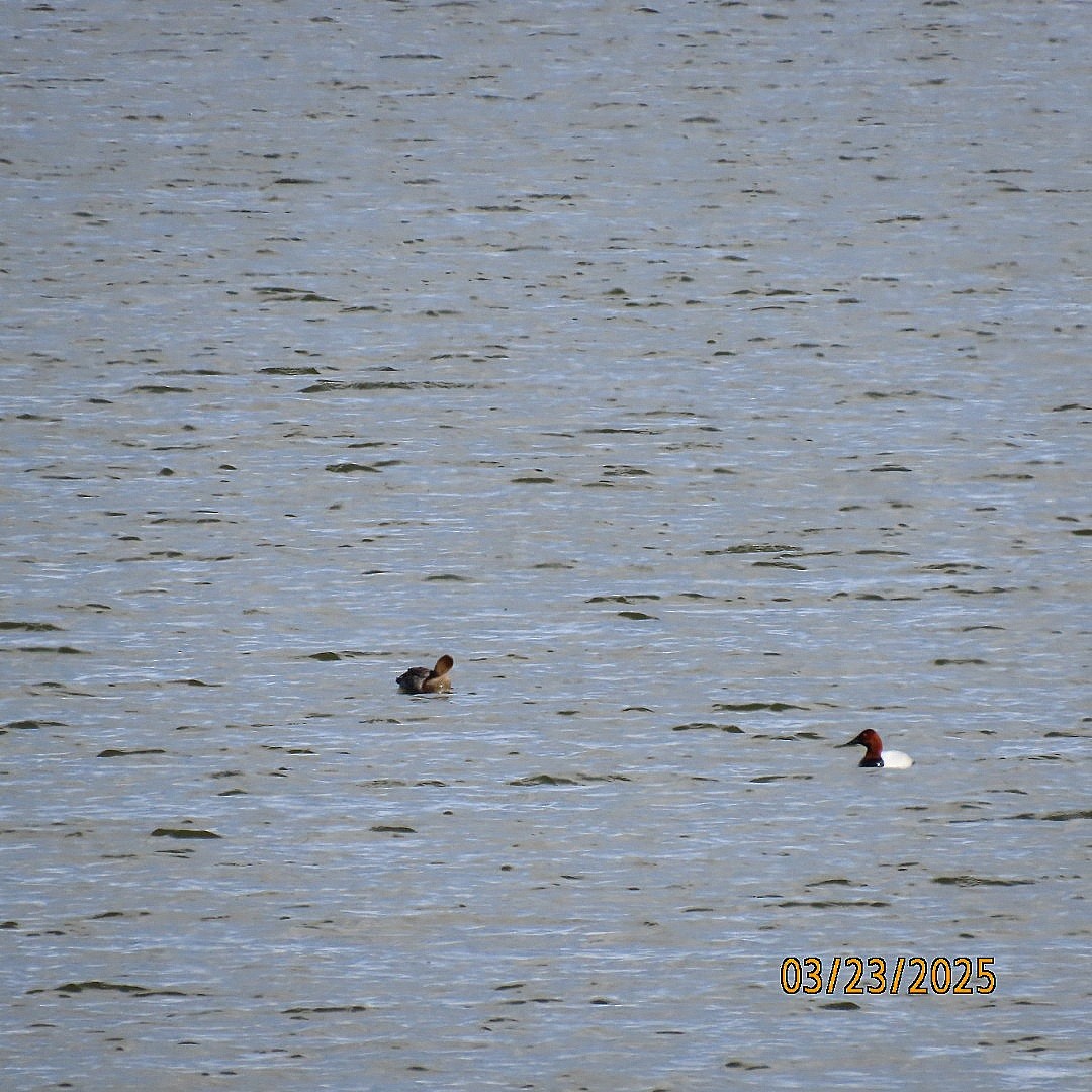 Canvasback - ML632580926