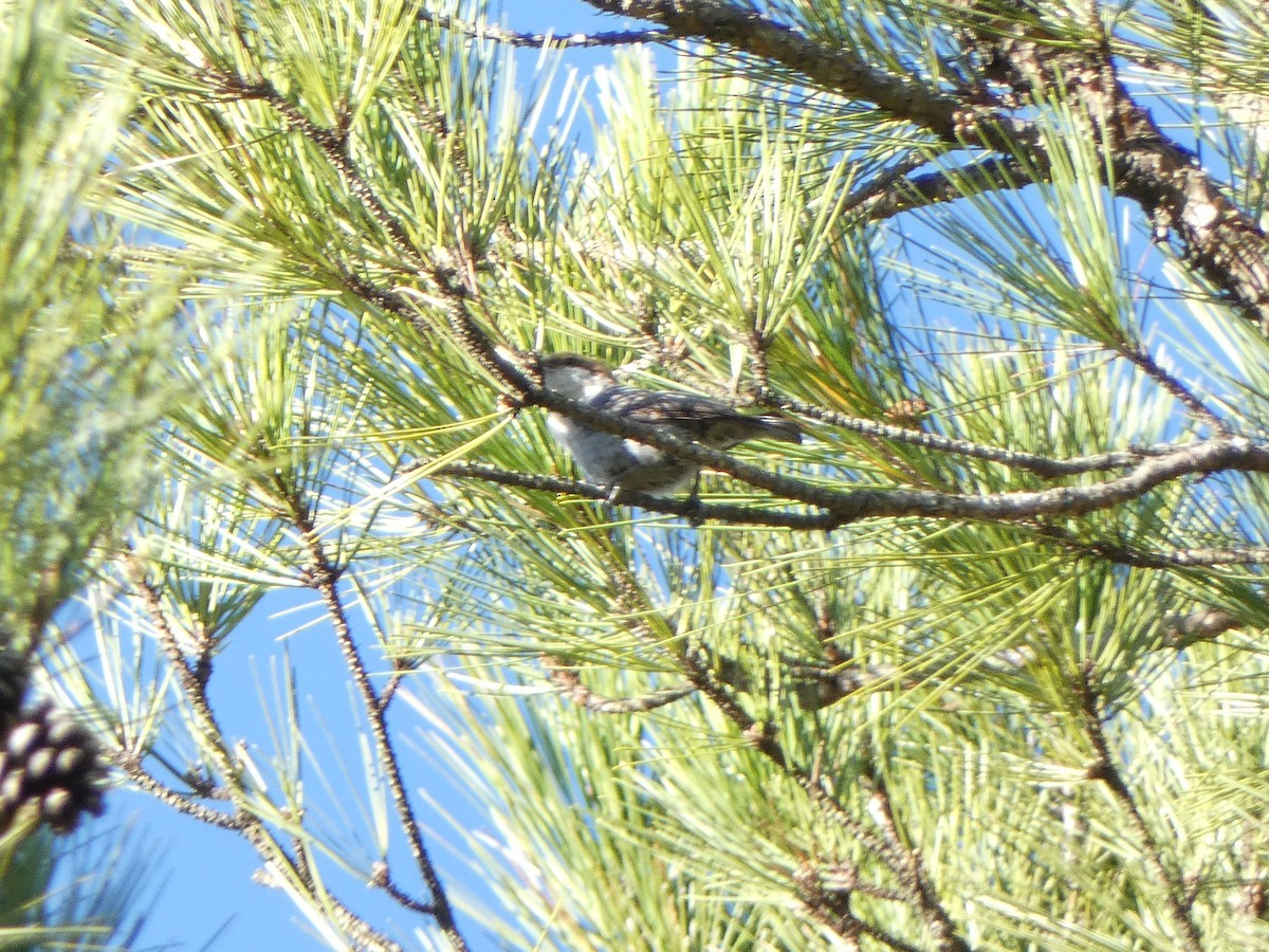 Brown-headed Nuthatch - ML632580953