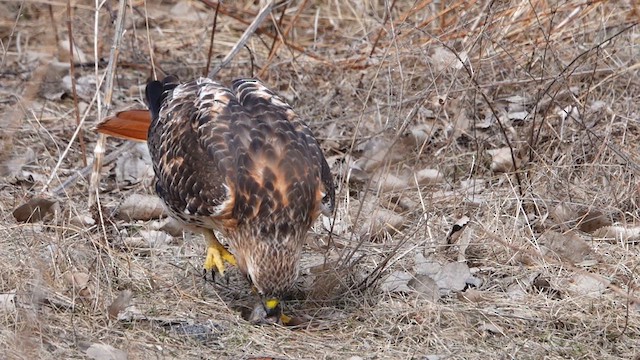 Red-tailed Hawk - ML632581066