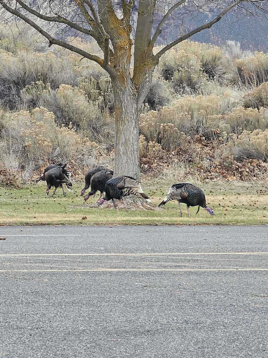 Wild Turkey - ML632581158