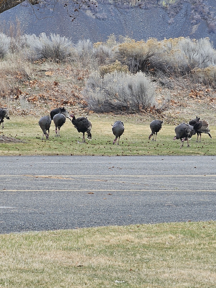 Wild Turkey - ML632581172