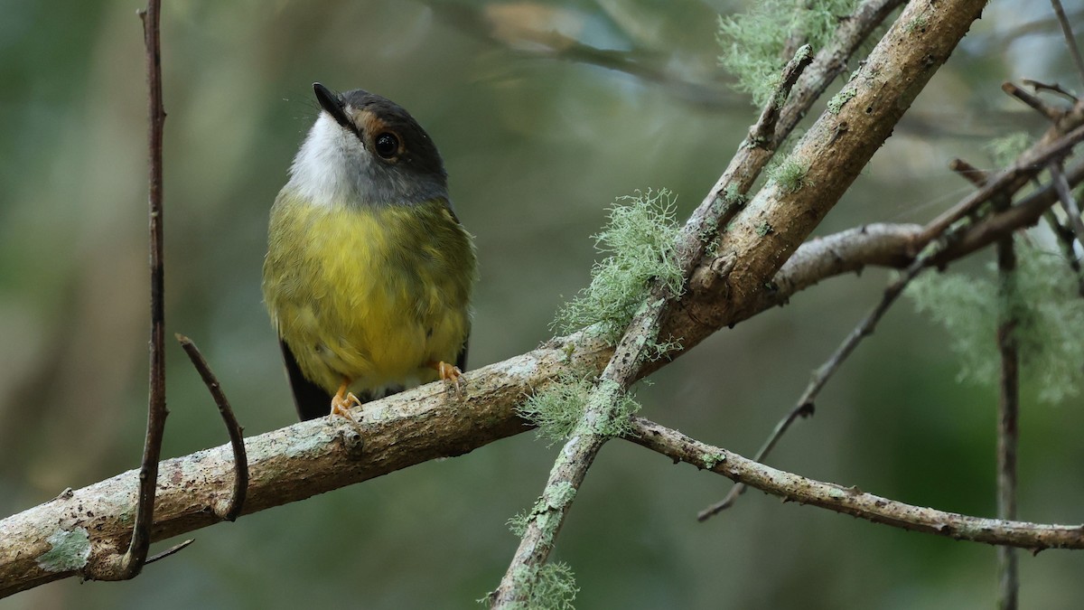 Pale-yellow Robin - ML632581266