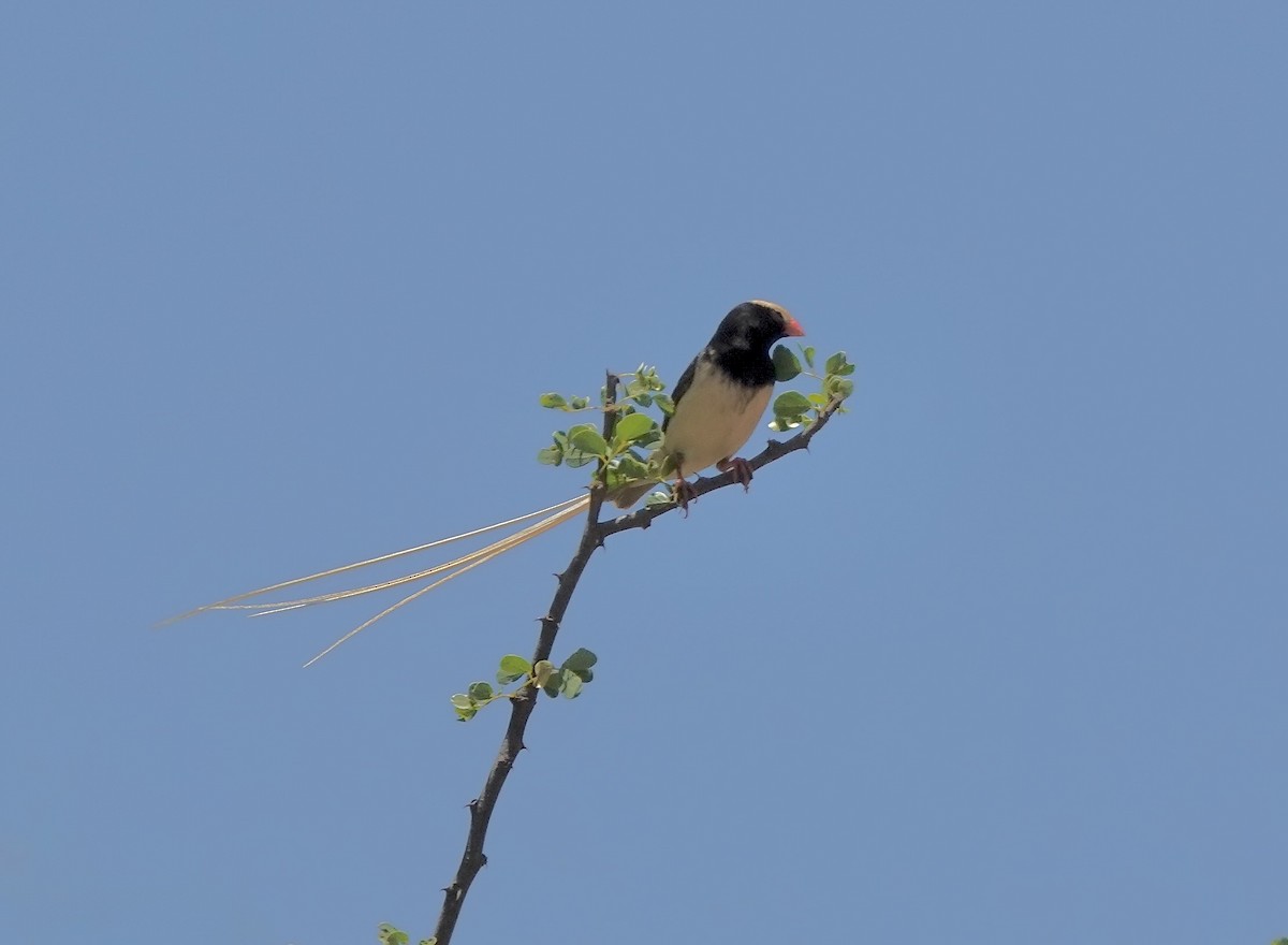 Straw-tailed Whydah - ML632581272
