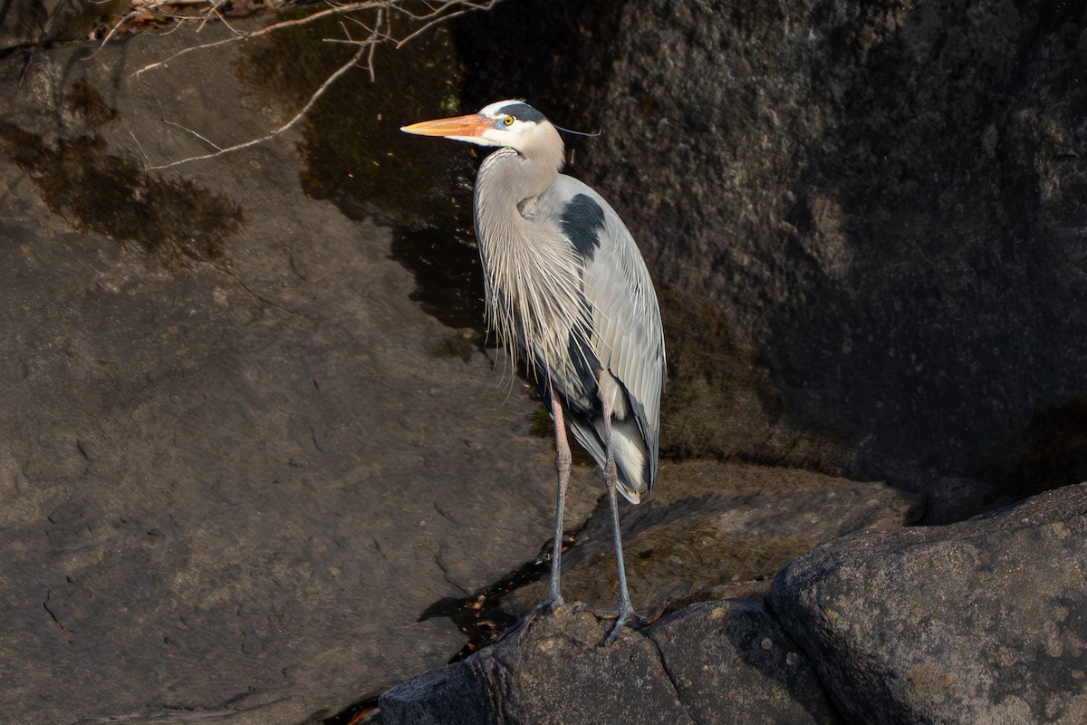 Great Blue Heron - ML632581308