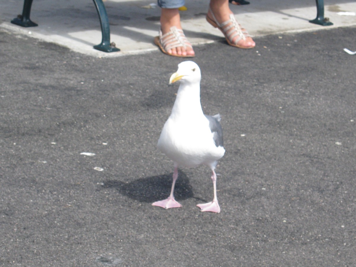 Western Gull - ML632581330
