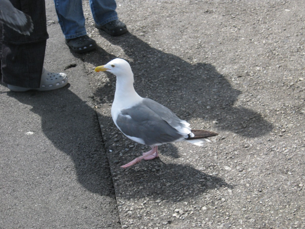 Western Gull - ML632581333