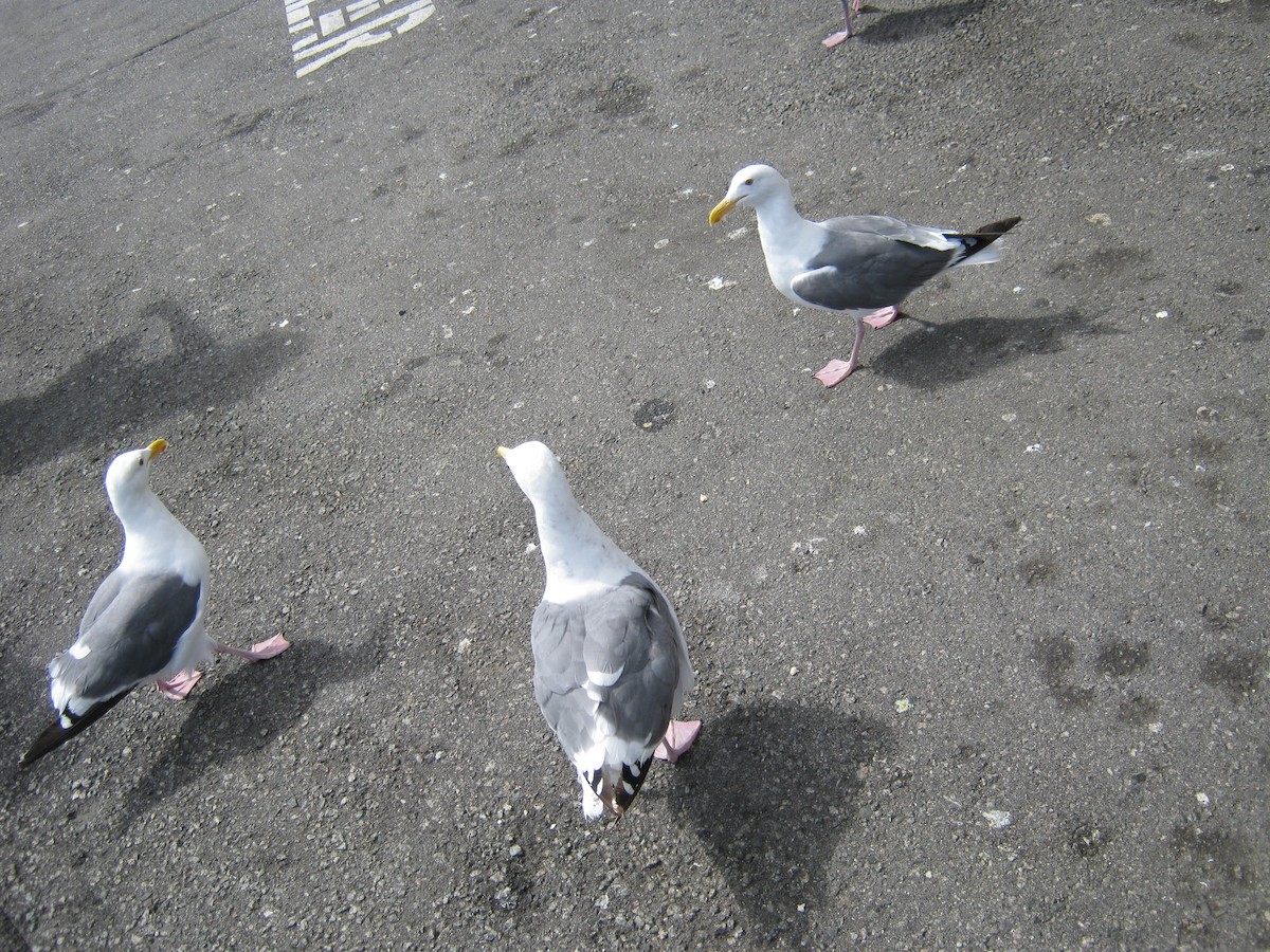 Western Gull - ML632581336