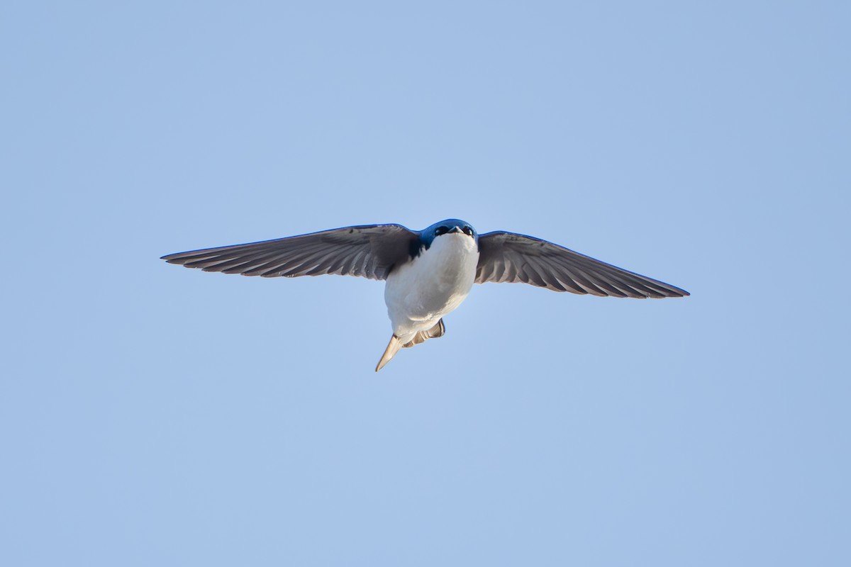 Tree Swallow - ML632581347