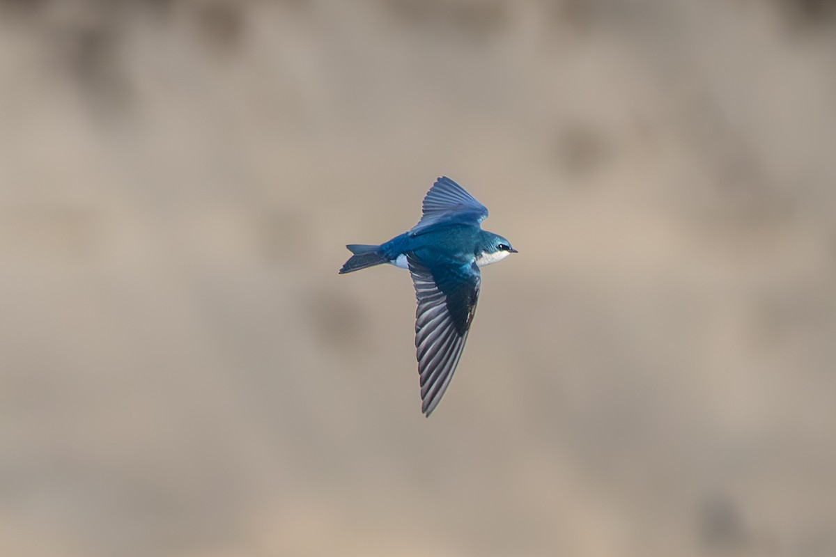 Tree Swallow - ML632581348