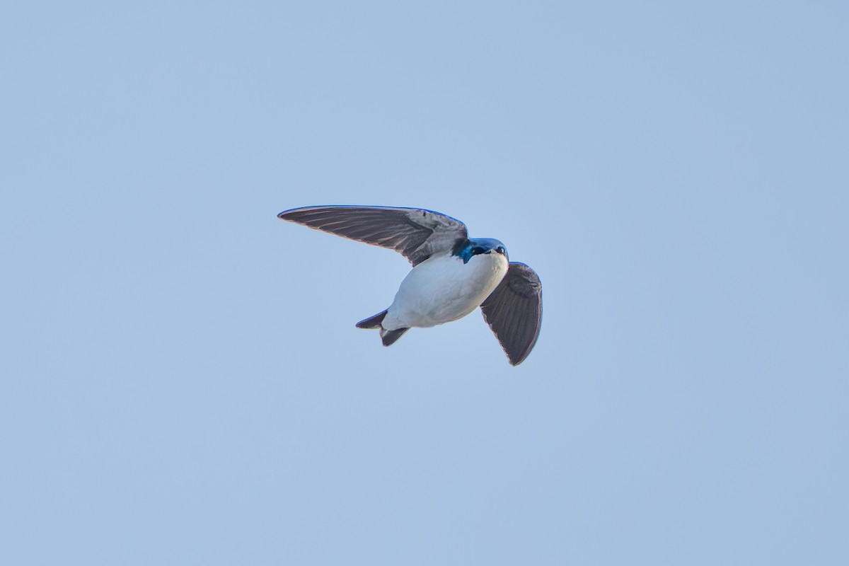 Tree Swallow - ML632581349