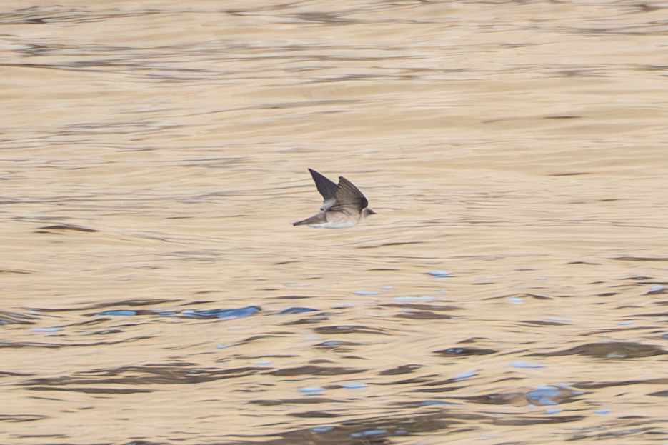 Northern Rough-winged Swallow - ML632581363
