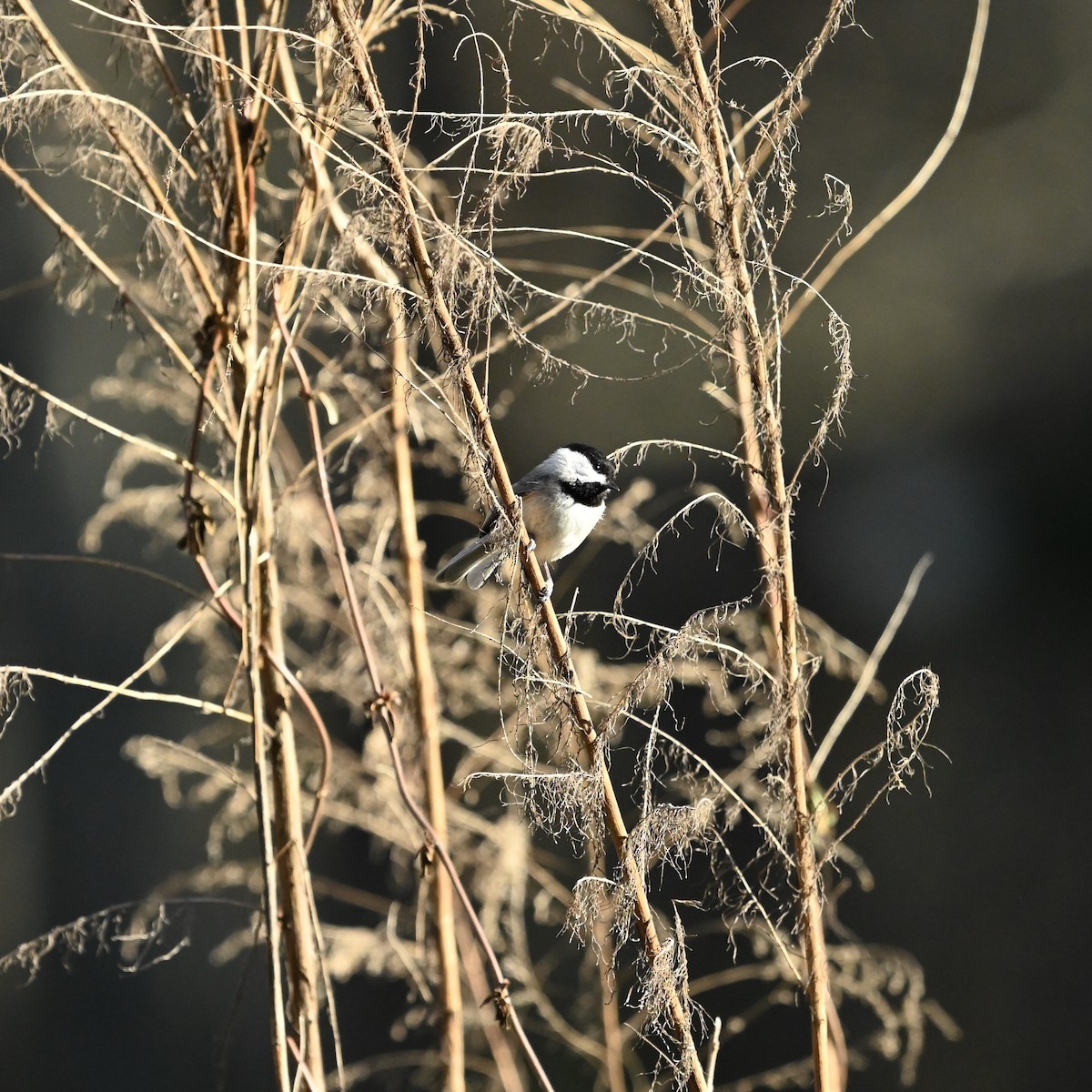 Carolina Chickadee - ML632581407