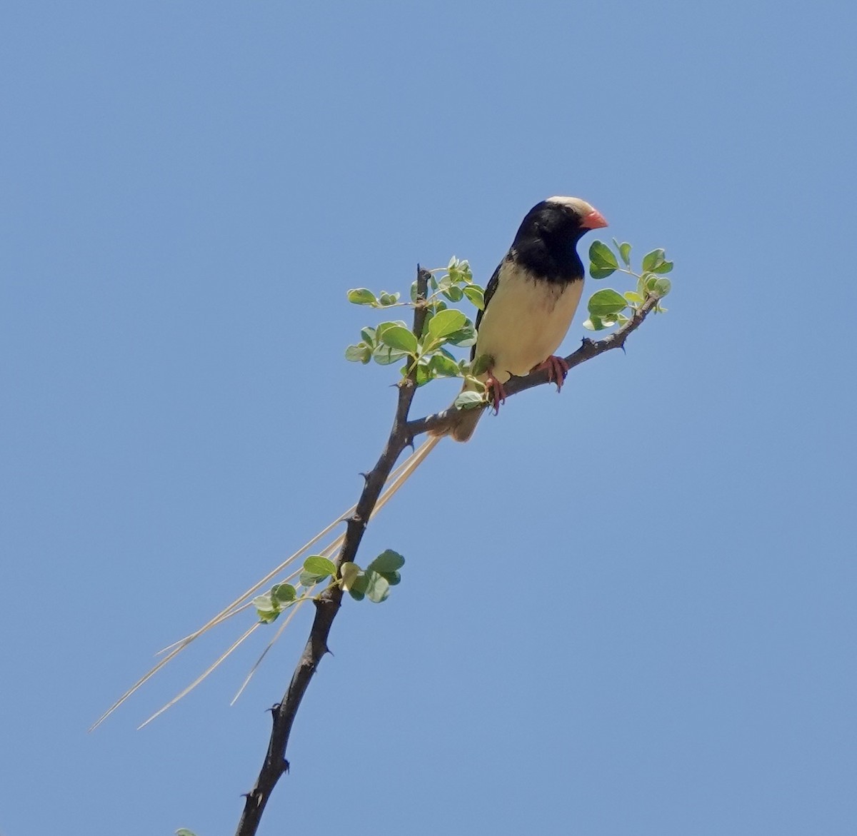 Straw-tailed Whydah - ML632581448