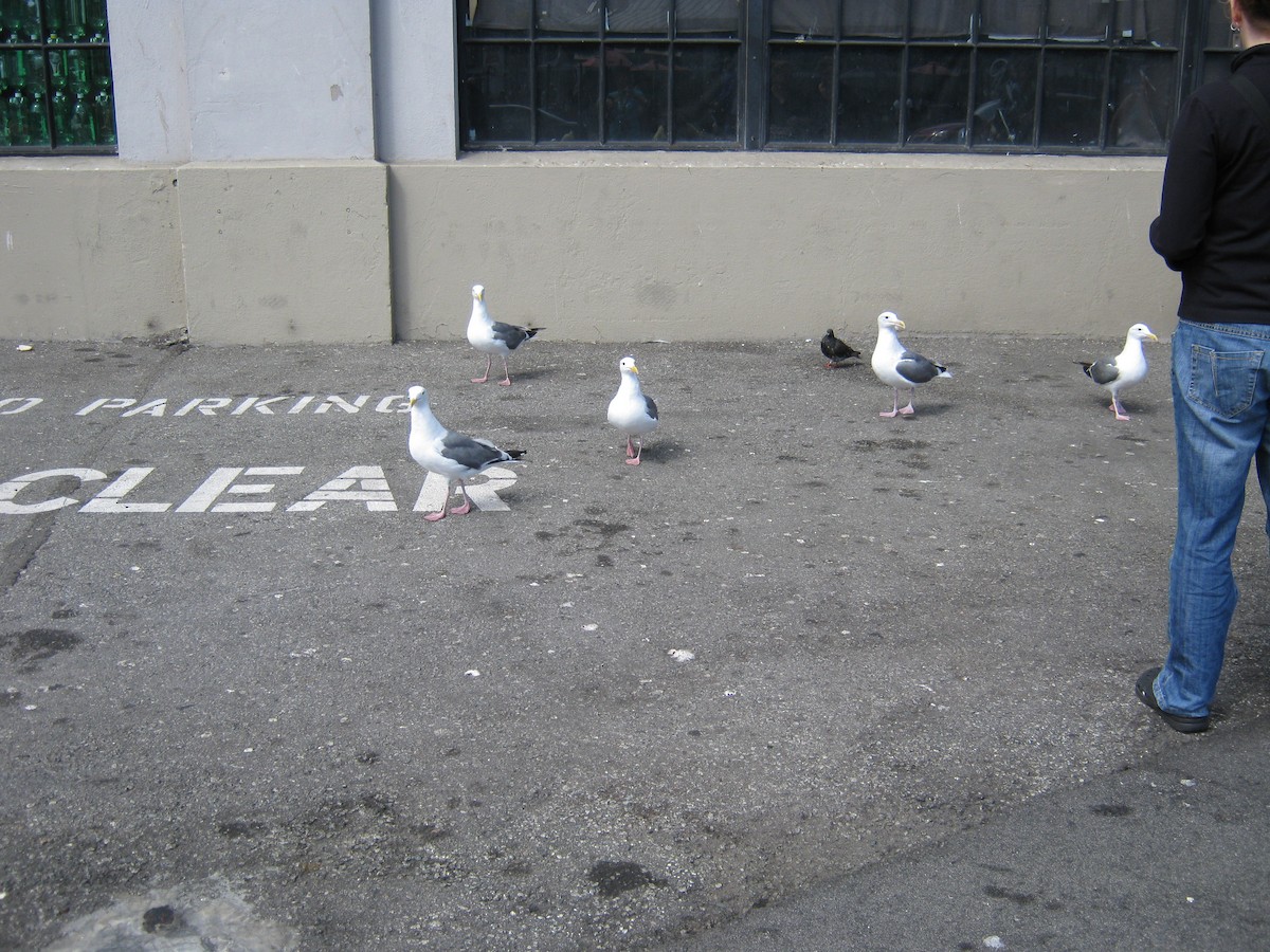 Rock Pigeon (Feral Pigeon) - ML632581468
