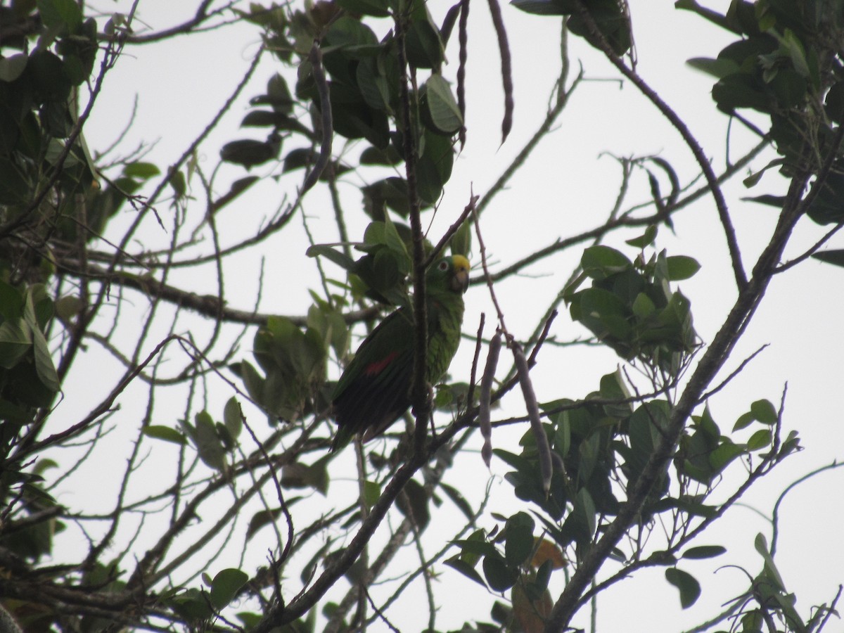 Yellow-crowned Amazon - ML632581470