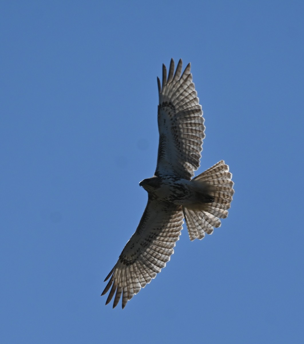 Red-tailed Hawk - ML632581486