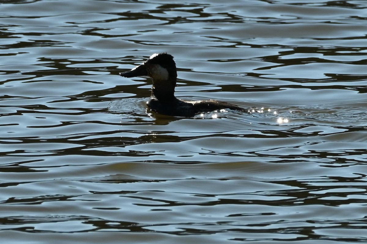 Ruddy Duck - ML632581501