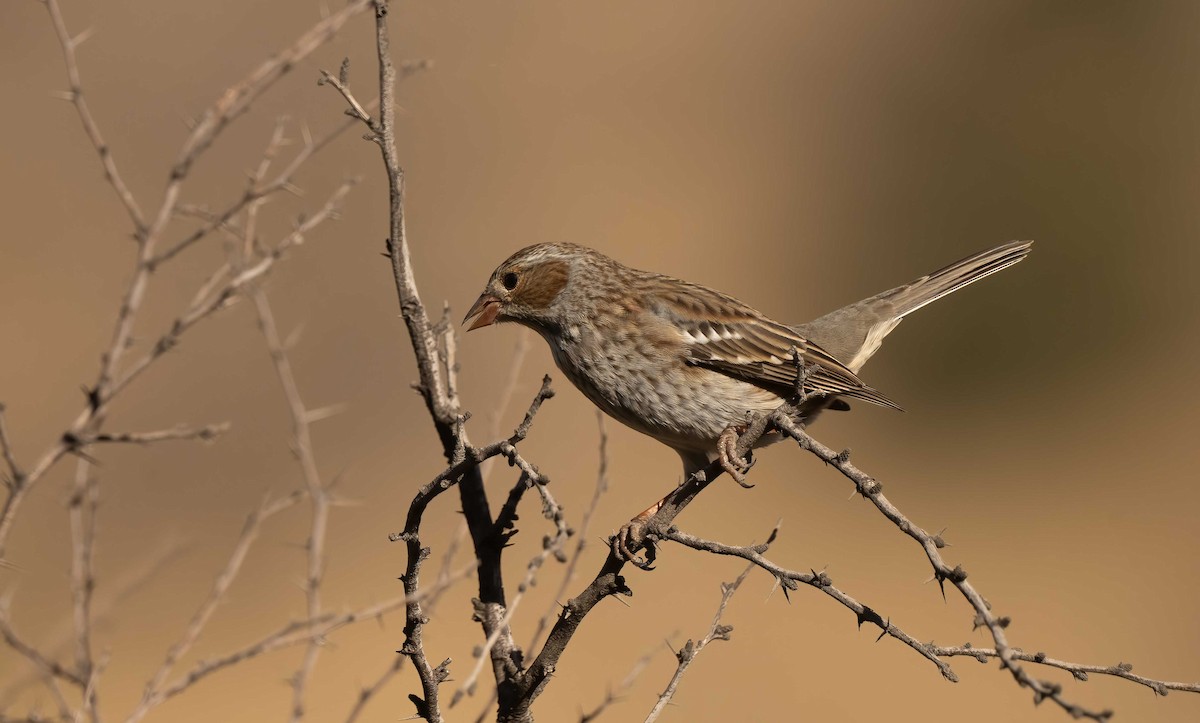 Mourning Sierra Finch - ML632581579