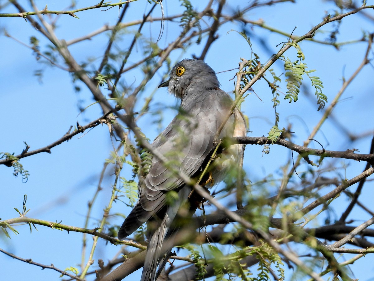 Cuco Chikra - ML632581588