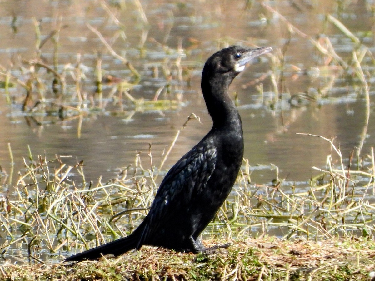Cormorán de Java - ML632581644
