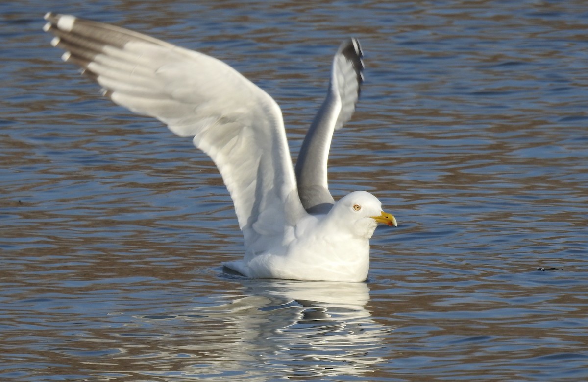 Goéland hudsonien - ML632581663