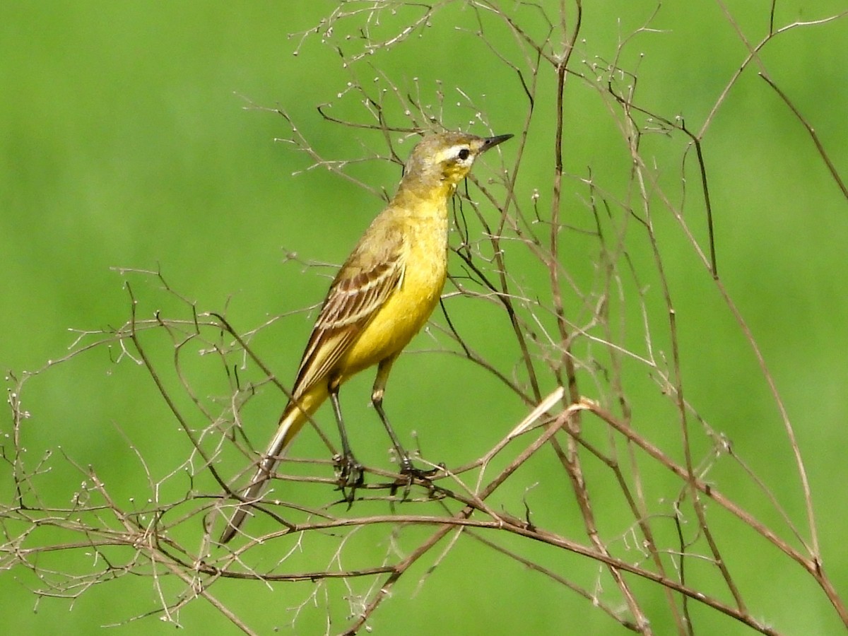 Lavandera Boyera - ML632581693